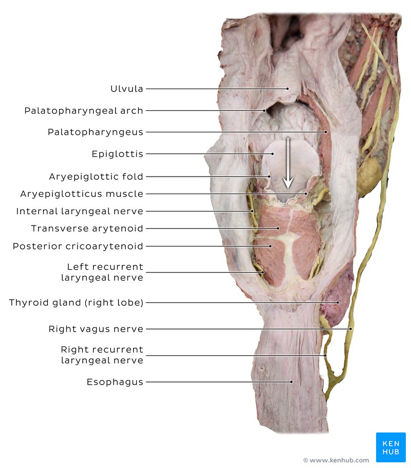 Epiglottis: cadaveric image. When open, epiglottis makes the upper respiratory airways patent.