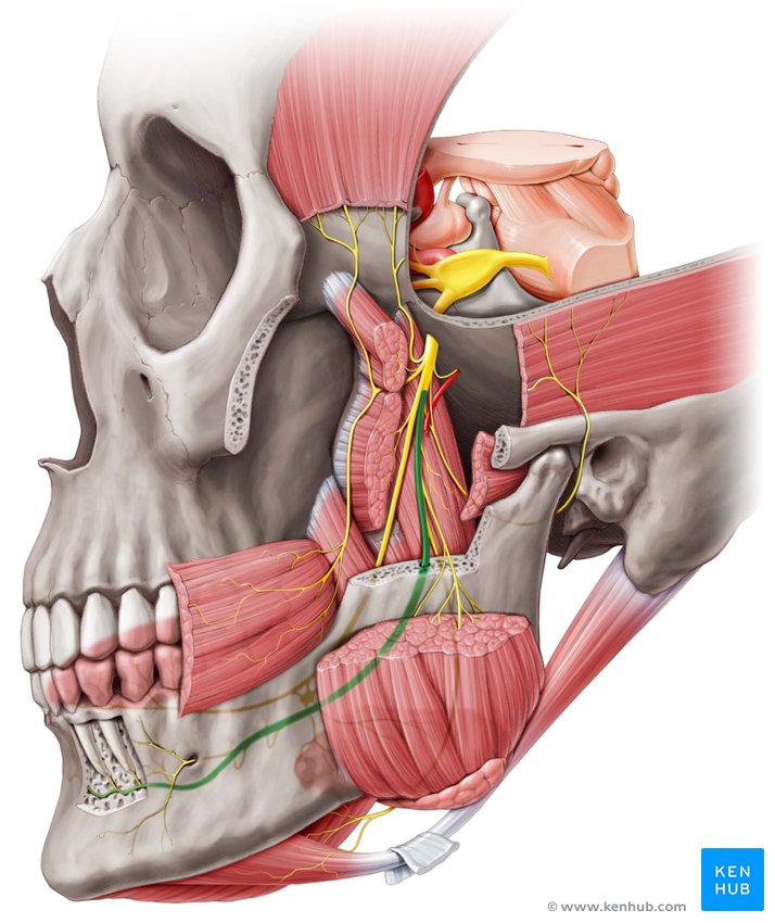 Inferior alveolar nerve - lateral-left view