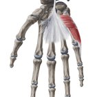Hypothenar muscles