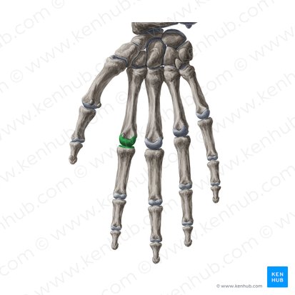 Ellipsoid joint (Articulatio ellipsoidea); Image: Yousun Koh