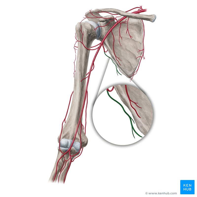 Thoracodorsal artery (Arteria thoracodorsalis)
