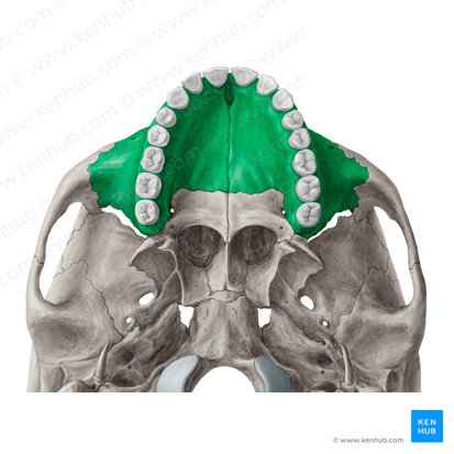 Hueso maxilar (Maxilla); Imagen: Yousun Koh