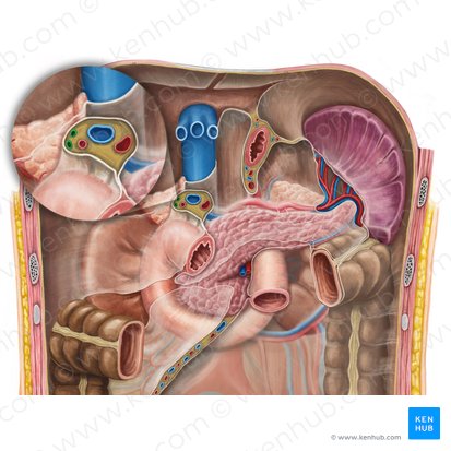 Hepatic duct (Ductus hepaticus); Image: Irina Münstermann