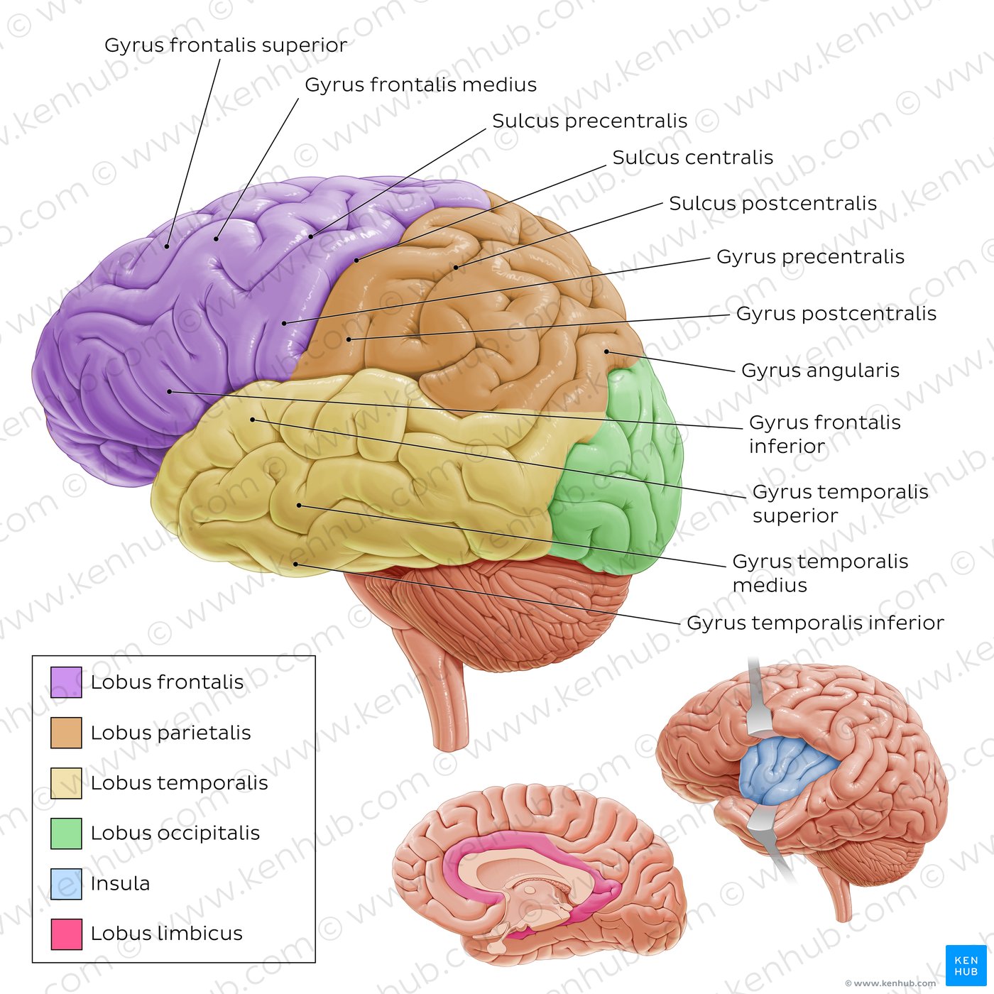 Laterale Ansicht des Gehirns