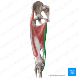 Hip and thigh muscles: Anatomy and functions | Kenhub