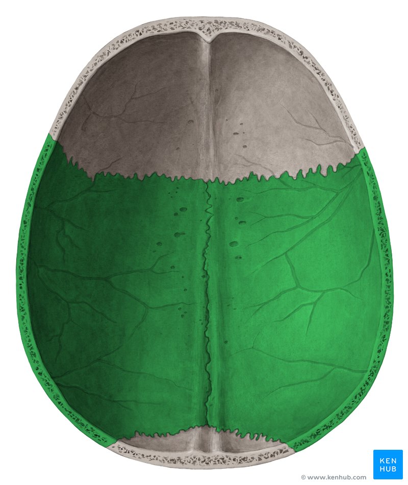 Osso parietal (verde) - superfície interna