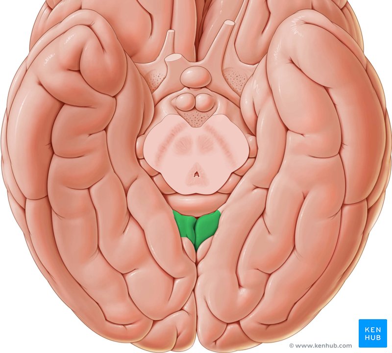 Isthmus of cingulate gyrus - caudal view