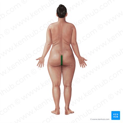 Intergluteal cleft (Crena interglutealis); Image: Paul Kim