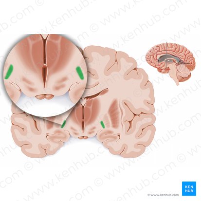 Medial segment of globus pallidus (Globus pallidus medialis); Image: Paul Kim