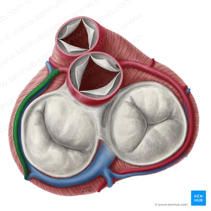 Arteria circunfleja del corazón (Ramus circumflexus arteriae coronariae sinistrae); Imagen: Yousun Koh
