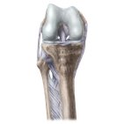 Knee joint