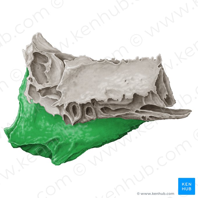 Perpendicular plate of ethmoid bone (Lamina perpendicularis ossis ethmoidalis); Image: Samantha Zimmerman