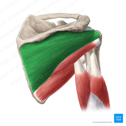 Infraspinatus muscle (Musculus infraspinatus); Image: Yousun Koh