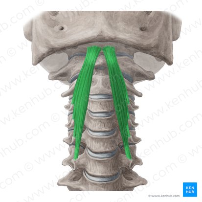 Longus capitis muscle (Musculus longus capitis); Image: Yousun Koh