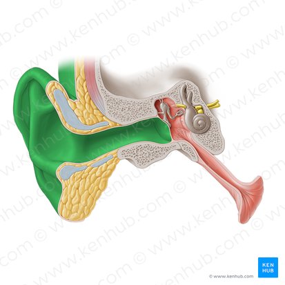 Externo (Externus); Imagem: Paul Kim