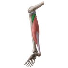Popliteus muscle