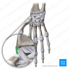 Ligamento colateral radial del carpo (Ligamentum collaterale radiale carpi); Imagen: Yousun Koh
