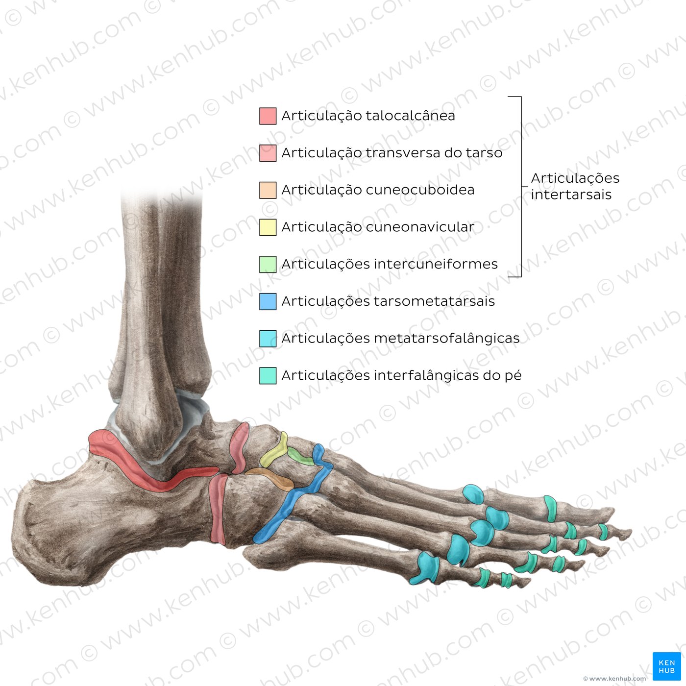 Anatomia da articulação do tornozelo