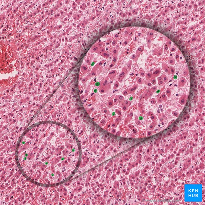 Célula de Kupffer (Macrophagocytus stellatus); Imagem: 