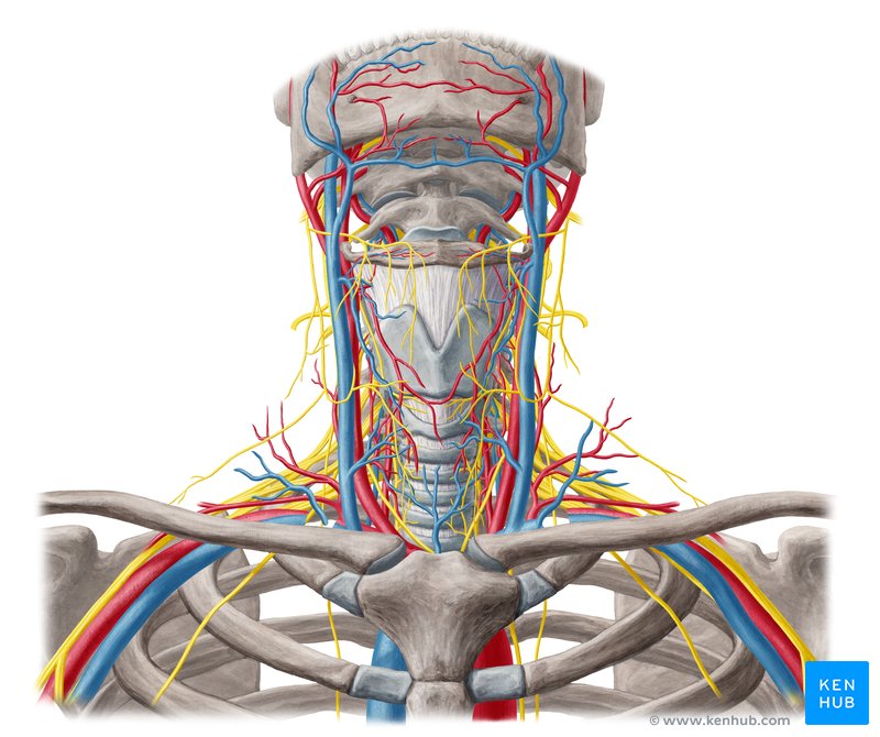 Arteries, veins and nerves of the head and neck (diagram)