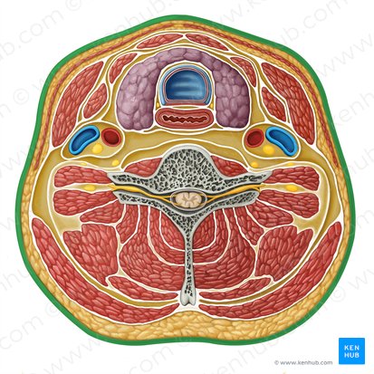 Piel (Cutis); Imagen: Irina Münstermann