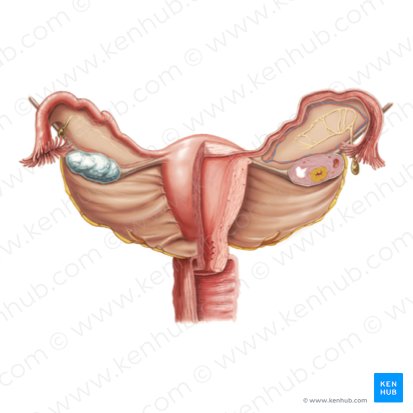 Sistema reprodutor feminino (Female reproductive system); Imagem: Paul Kim