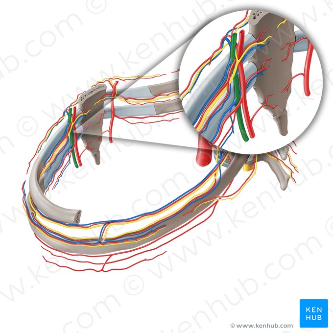 Vena torácica interna (Vena thoracica interna); Imagen: Paul Kim