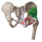 Gluteus minimus muscle