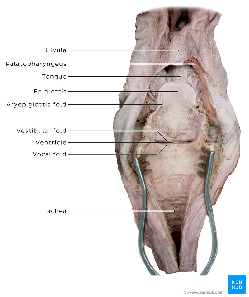 Interior of the pharynx - cadaveric image
