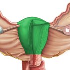 Uterus (Gebärmutter)