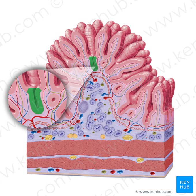 Cripta intestinal (de Lieberkühn) (Crypta intestinalis); Imagem: Paul Kim