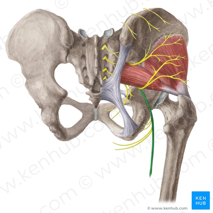 Nervio cutáneo posterior del muslo (Nervus cutaneus posterior femoris); Imagen: Liene Znotina