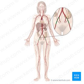 External iliac artery (Arteria iliaca externa); Image: Begoña Rodriguez
