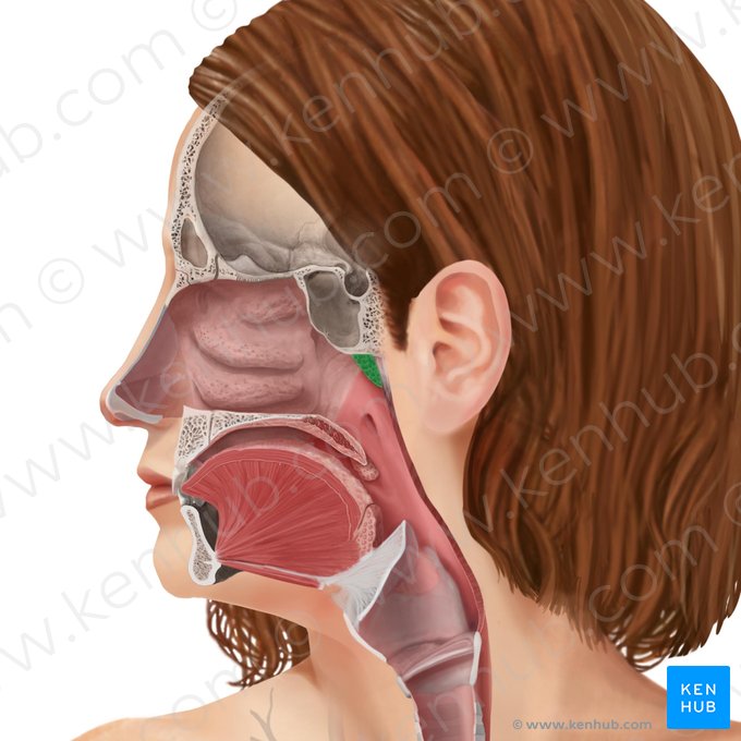 Pharyngeal tonsil (Tonsilla pharyngea); Image: Begoña Rodriguez