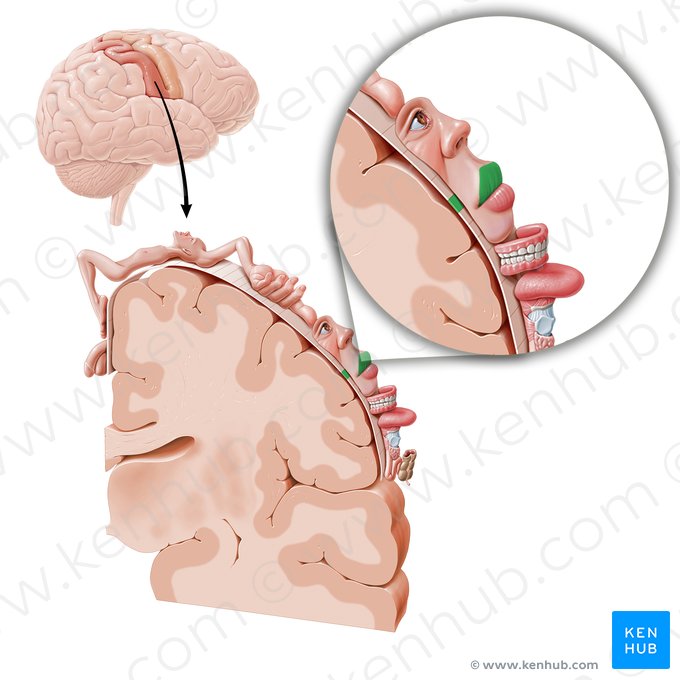 Corteza sensitiva del labio superior (Cortex sensorius labii superioris); Imagen: Paul Kim