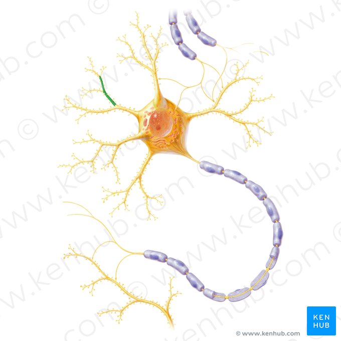 Secondary dendritic branch (Ramus dendriticus secundarius); Image: Paul Kim