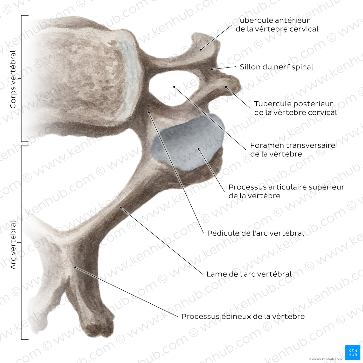 Typical cervical vertebra
