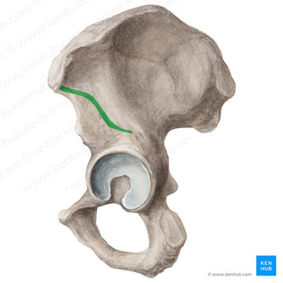 Inferior gluteal line of ilium (Linea glutea inferior ossis ilii); Image: Liene Znotina