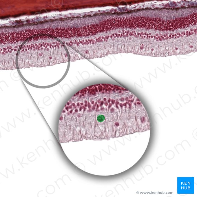 Célula ependimoglial (Gliocytus radialis); Imagen: 
