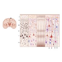 Cerebral cortex and higher cognitive functions