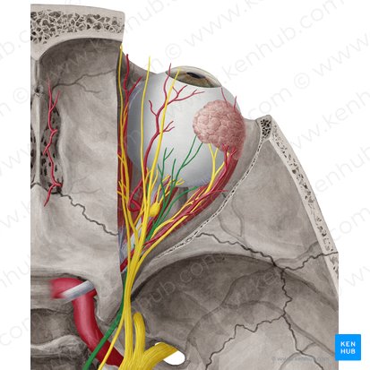 Oculomotor nerve (Nervus oculomotorius); Image: Yousun Koh