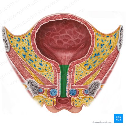 Urethra (Harnröhre); Bild: Irina Münstermann