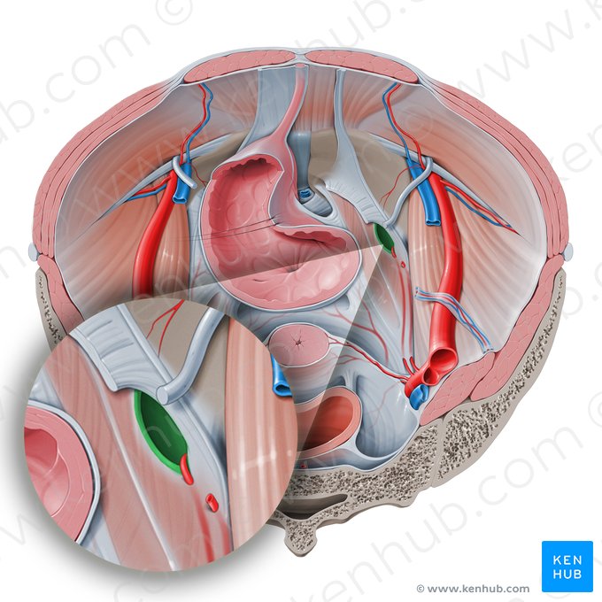 Canal obturatório (Canalis obturatorius); Imagem: Paul Kim