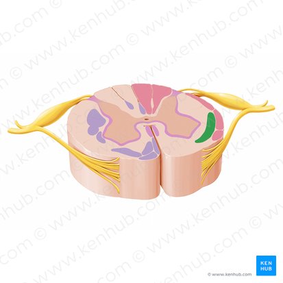 Trato espinotalâmico e trato espinorreticular (Tractus spinothalamicus & tractus spinoreticularis); Imagem: Paul Kim