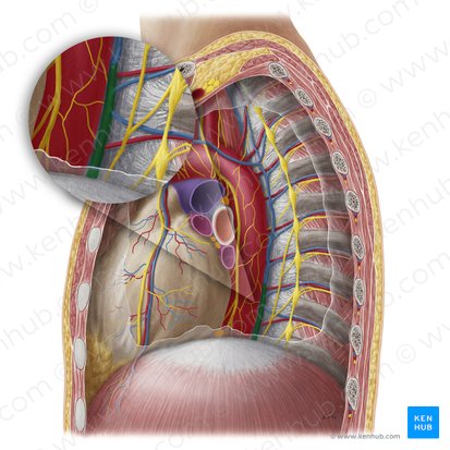 Hemiazygos vein (Vena hemiazygos); Image: Yousun Koh