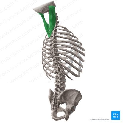 Splenius capitis muscle (Musculus splenius capitis); Image: Yousun Koh