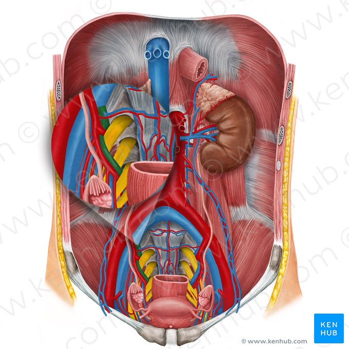 Vena ilíaca interna derecha (Vena iliaca interna dextra); Imagen: Irina Münstermann