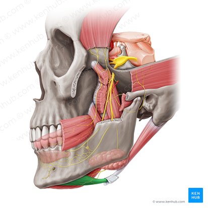 Vientre anterior del músculo digástrico (Venter anterior musculi digastrici); Imagen: Paul Kim