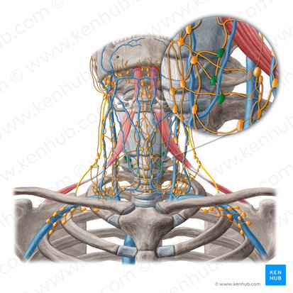 Paratracheal lymph nodes (Nodi lymphoidei paratracheales); Image: Yousun Koh