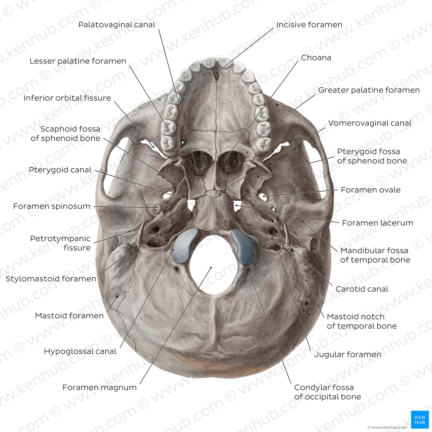 Inferior base of the skull - Foramina, fissures, and canals